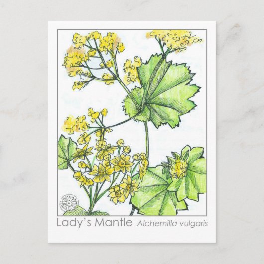 Lady's Mantle Materia Medica Monograph Herbal Briefkaart (Voorkant)