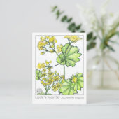 Lady's Mantle Materia Medica Monograph Herbal Briefkaart (Staand voorkant)