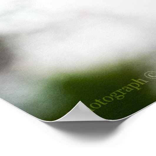 Lady's Slipper #8299 Afdruk Poster (Hoek)