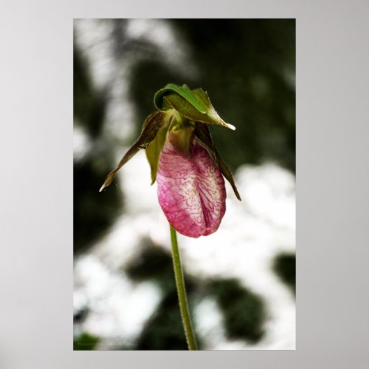 Lady's Slipper #8299 Afdruk Poster (Voorkant)