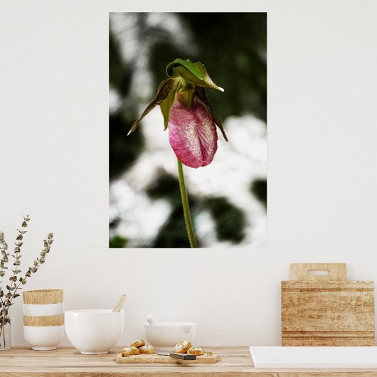 Lady's Slipper #8299 Afdruk Poster (Keuken)