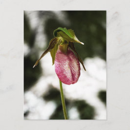 Lady's Slipper #8299 Briefkaart