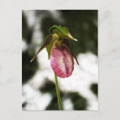 Lady's Slipper #8299 Briefkaart (Voorkant)