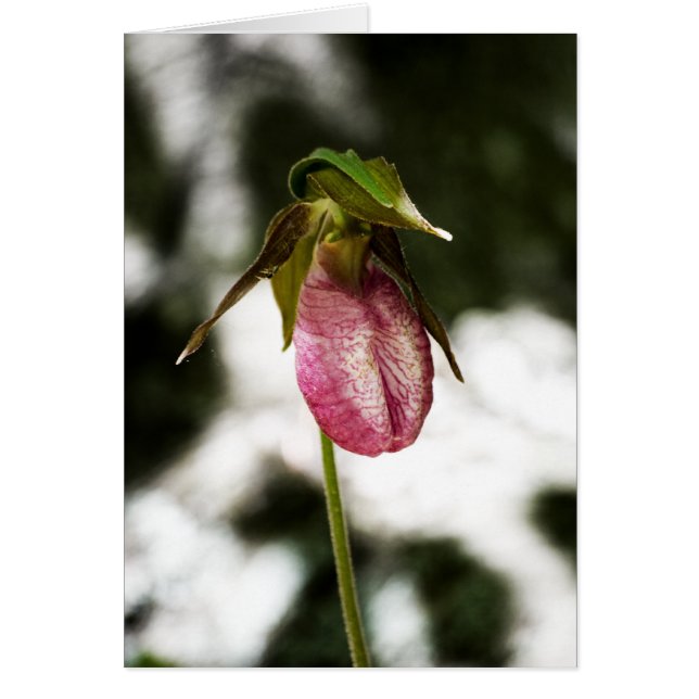 Lady's Slipper #8299 Kaart (Voorkant)