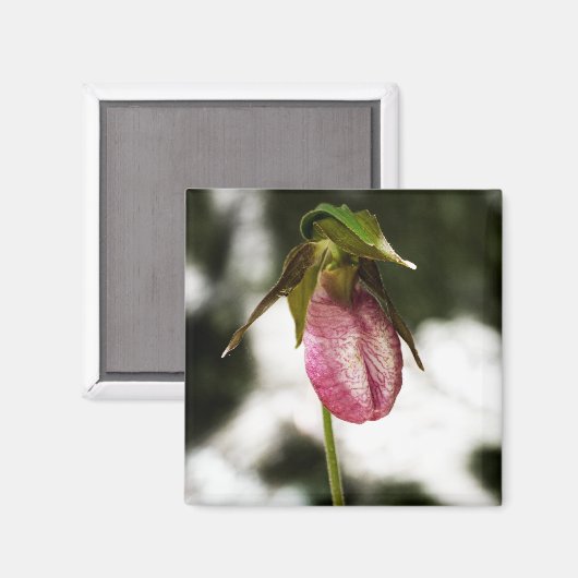 Lady's Slipper #8299 Magnet (Voorkant / Achterkant)