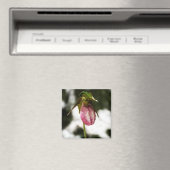 Lady's Slipper #8299 Magnet (Insitu (Vaatwasser))
