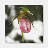 Lady's Slipper #8299 Magnet (Voorkant)