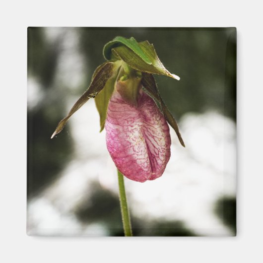 Lady's Slipper #8299 Magnet (Voorkant)