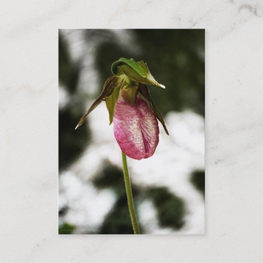 Lady's Slipper #8299 Mini Print Visitekaartje (Voorkant)