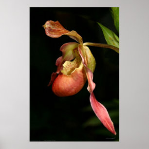 Lady's-Slipper Orchid Art Poster -40x60 of kleiner