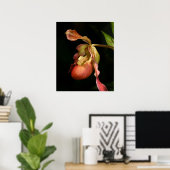 Lady's-Slipper Orchid Art Print -20x24 - of kleine (Thuiskantoor)