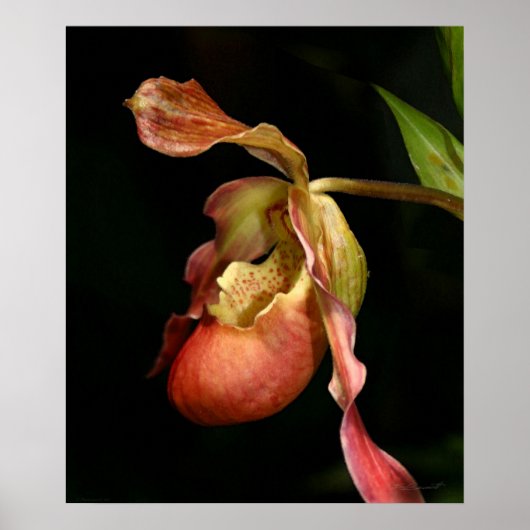 Lady's-Slipper Orchid Art Print -20x24 - of kleine (Voorkant)