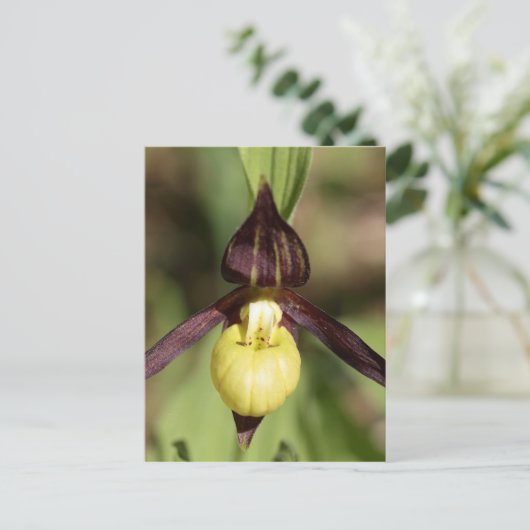 Ladys slipper Orchid Briefkaart (Staand voorkant)