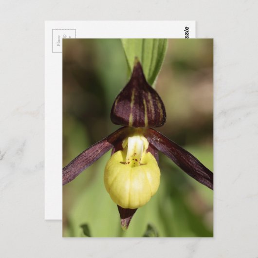 Ladys slipper Orchid Briefkaart (Voorkant / Achterkant)
