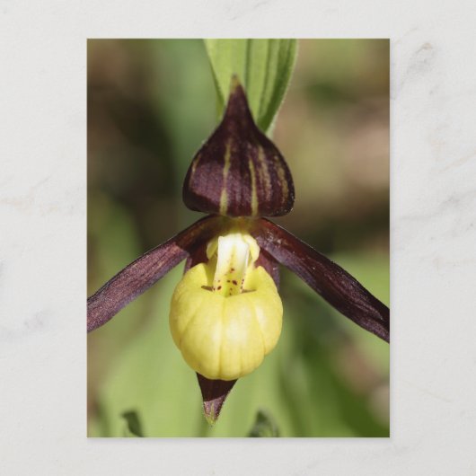 Ladys slipper Orchid Briefkaart (Voorkant)