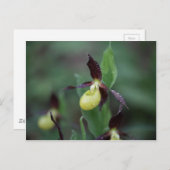 Ladys slipper Orchid (Cypripedium calceolus) Briefkaart (Voorkant / Achterkant)