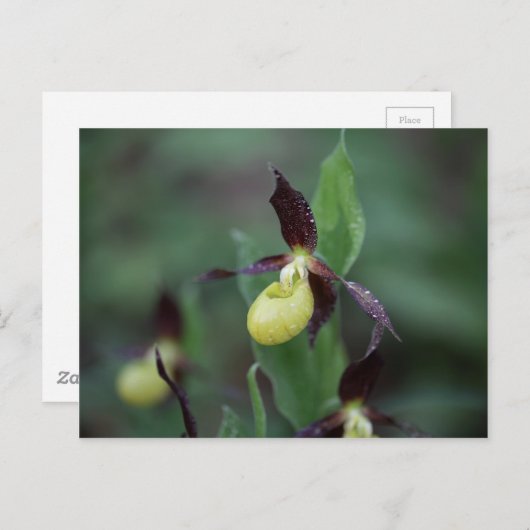 Ladys slipper Orchid (Cypripedium calceolus) Briefkaart (Voorkant / Achterkant)