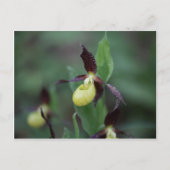 Ladys slipper Orchid (Cypripedium calceolus) Briefkaart (Voorkant)