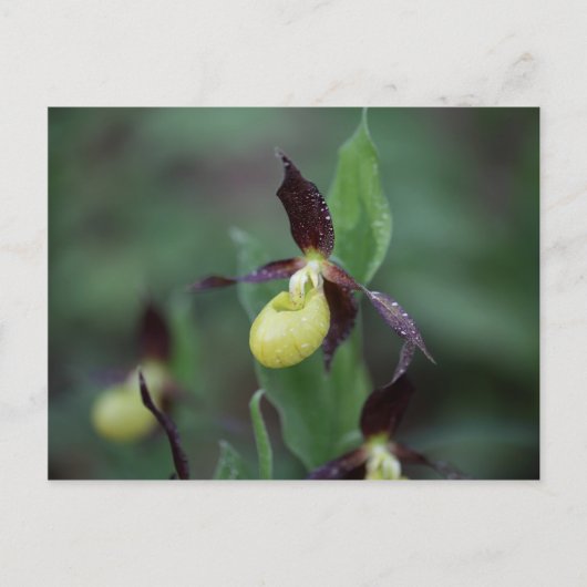 Ladys slipper Orchid (Cypripedium calceolus) Briefkaart (Voorkant)