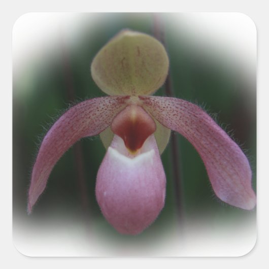 Lady's Slipper Orchid Vierkante Sticker (Voorkant)