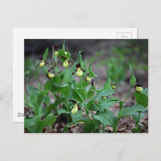 Ladys slipper Orchids (Cypripedium calceolus) Briefkaart (Voorkant / Achterkant)
