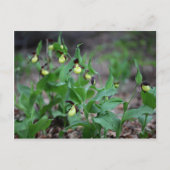 Ladys slipper Orchids (Cypripedium calceolus) Briefkaart (Voorkant)