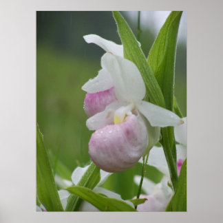 Ladyslipper in de regen poster