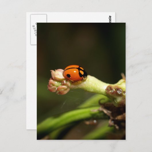 ladyvogel briefkaart (Voorkant / Achterkant)