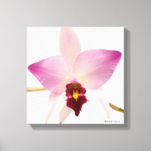 Laelia Ancep Canvas Afdruk