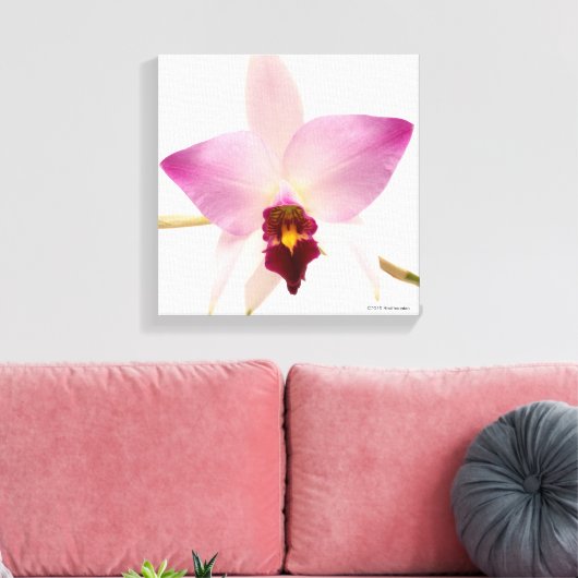Laelia Ancep Canvas Afdruk (Insitu (Woonkamer))