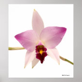 Laelia Ancep Poster (Voorkant)