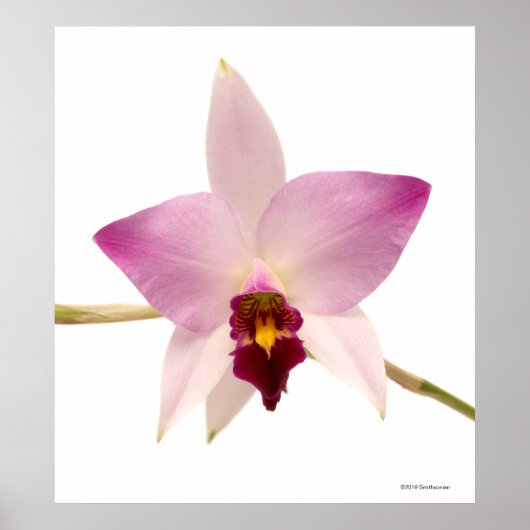 Laelia Ancep Poster (Voorkant)
