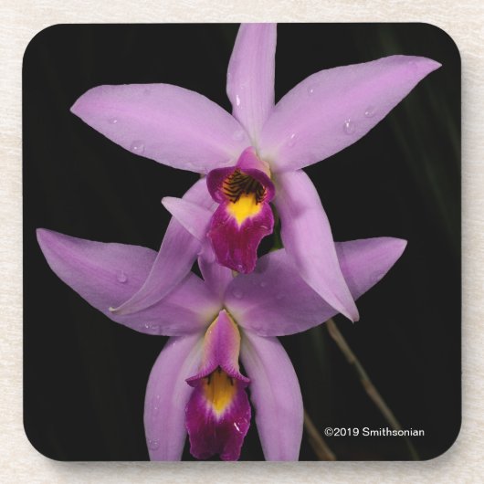 Laelia Anceps Bier Onderzetter (Voorkant)