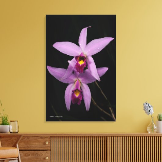 Laelia Anceps Canvas Afdruk (Insitu (Woonkamer))