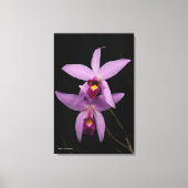 Laelia Anceps Canvas Afdruk (Voorkant)