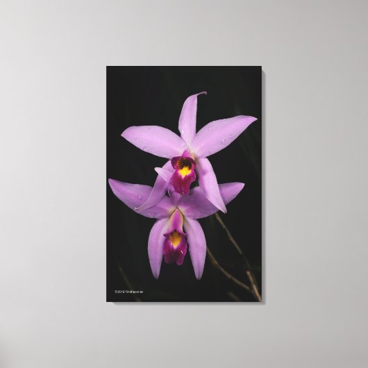 Laelia Anceps Canvas Afdruk (Voorkant)