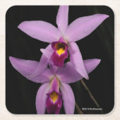 Laelia Anceps Kartonnen Onderzetters (Voorkant)