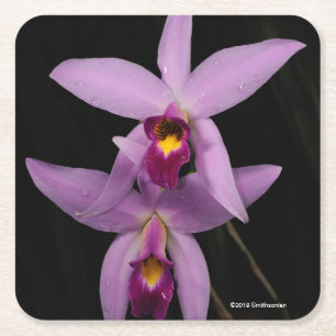 Laelia Anceps Kartonnen Onderzetters