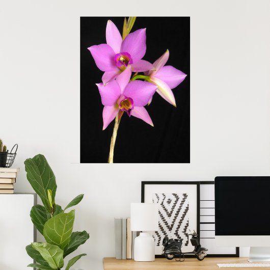 Laelia Anceps Poster (Thuiskantoor)