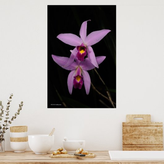 Laelia Anceps Poster (Keuken)