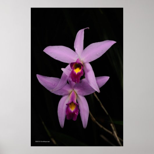 Laelia Anceps Poster (Voorkant)
