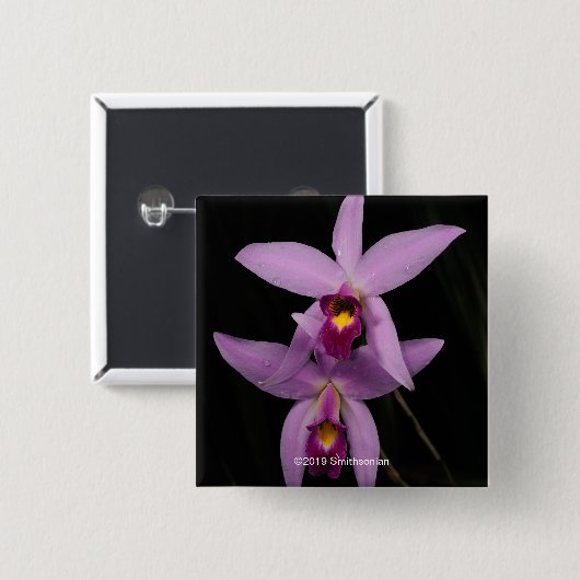 Laelia Anceps Vierkante Button 5,1 Cm (Voorkant /achterkant)