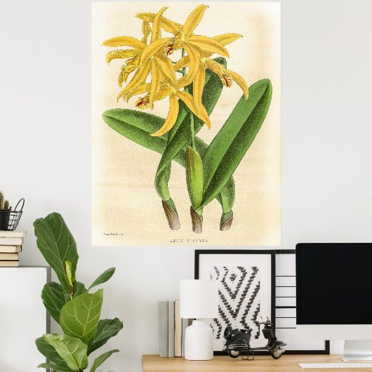  Laelia Flammea Orchidee Flower Poster (Thuiskantoor)