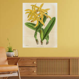  Laelia Flammea Orchidee Flower Poster