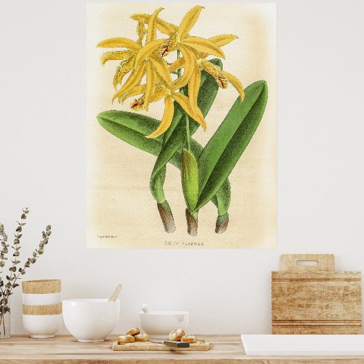  Laelia Flammea Orchidee Flower Poster (Keuken)