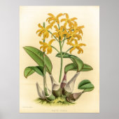  Laelia Flava Orchidee Flower Poster (Voorkant)