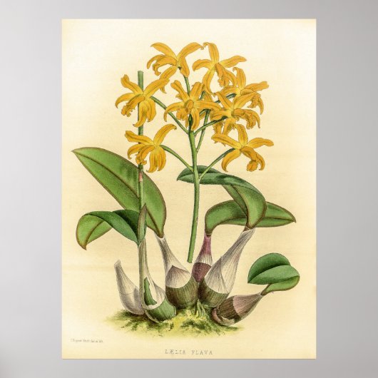  Laelia Flava Orchidee Flower Poster (Voorkant)