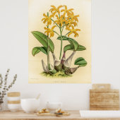  Laelia Flava Orchidee Flower Poster (Keuken)