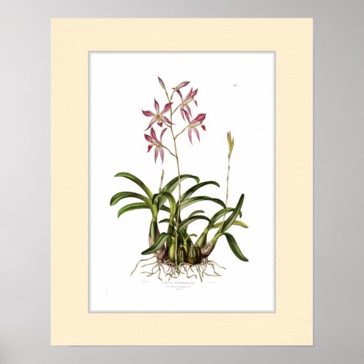 Laelia herfst, aangepaste grens poster (Voorkant)
