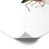 Laelia herfst door Augusta Innes Withers. Poster (Hoek)